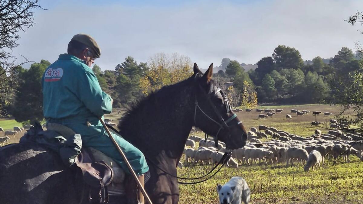 Un día con Manolo Cardo, el último trashumante de Cuenca