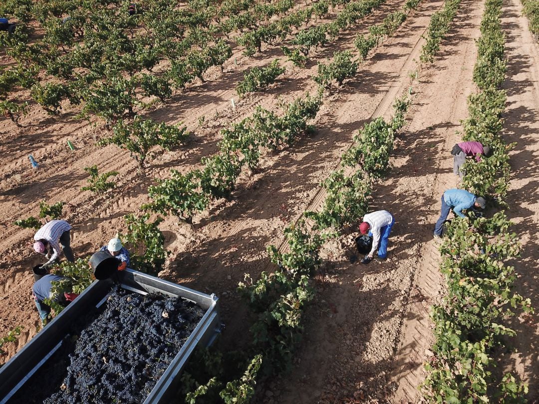 Trabajos de vendimia en la RIbera del Duero