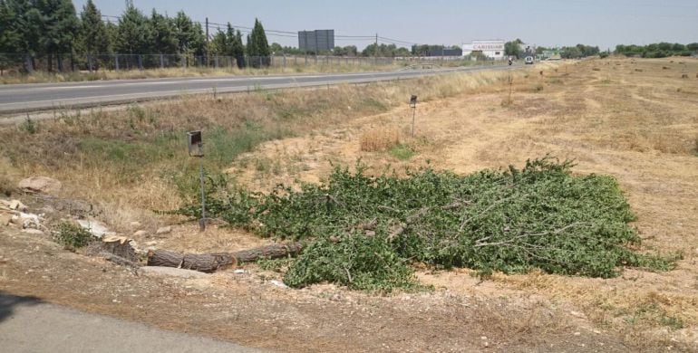 Imagen de unos de los árboles talados junto a la carretera de las Peñas