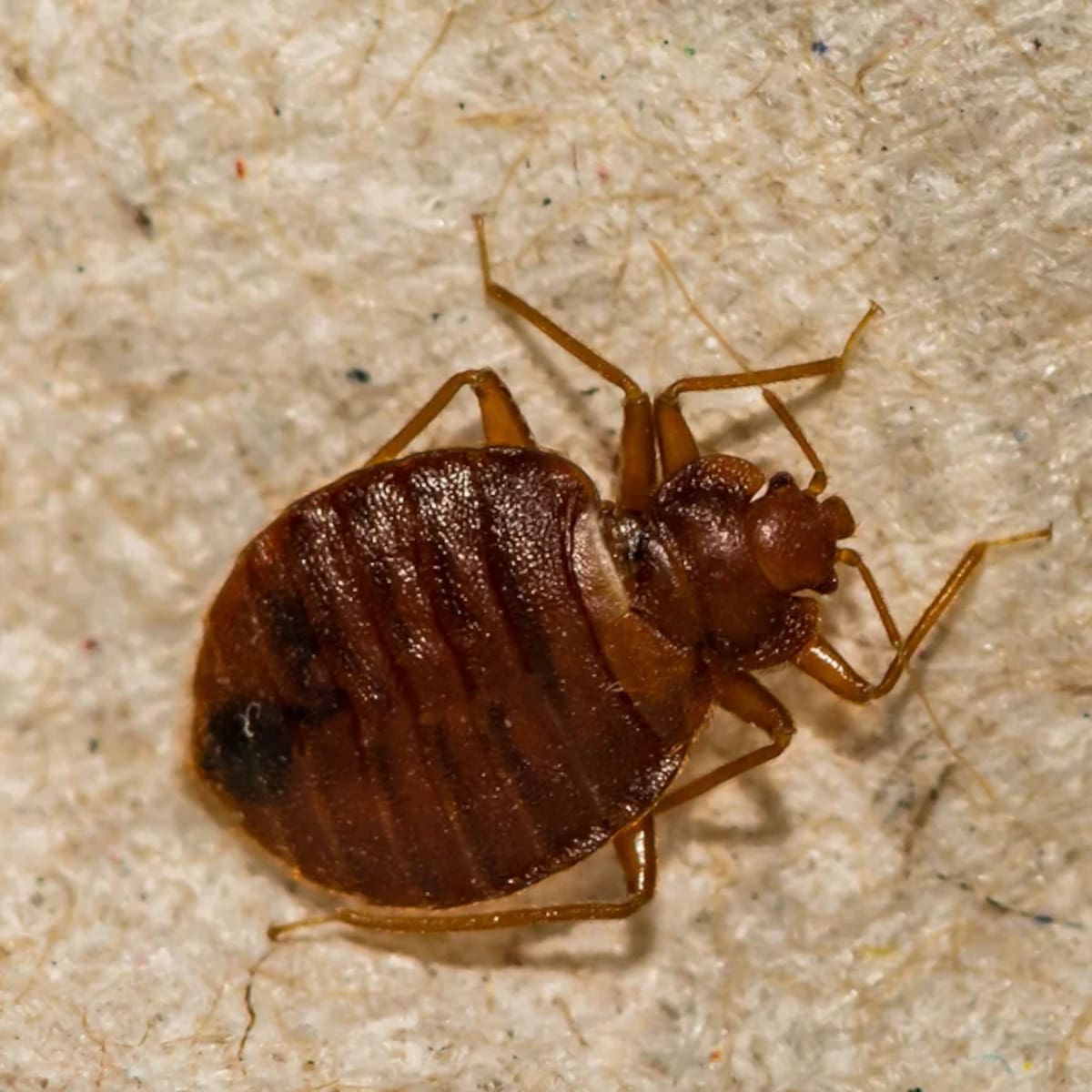 La inseminación traumática de la chinche: así es como se reproducen