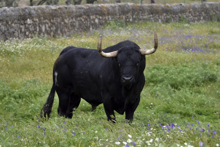 &#039;Rompesuelas&#039;, un morlaco de 640 kilos de una ganadería extremeña,fue  Toro de la Vega 2015