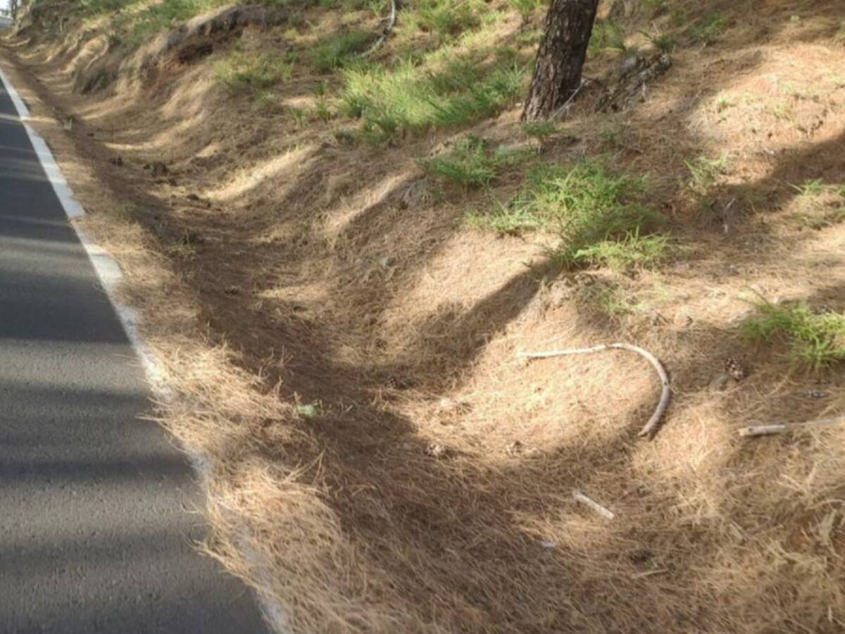 La Brifor rechaza que el exceso de pinocha sea la causante de los incendios