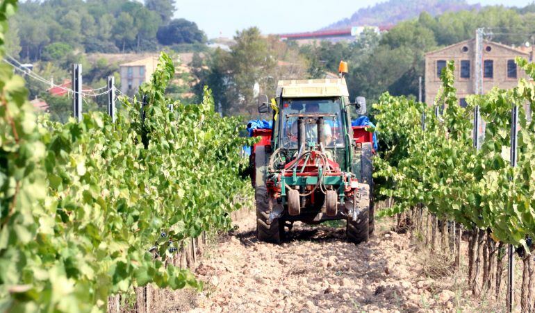 Imatge d&#039;arxiu d&#039;un tractor  a la vinya.