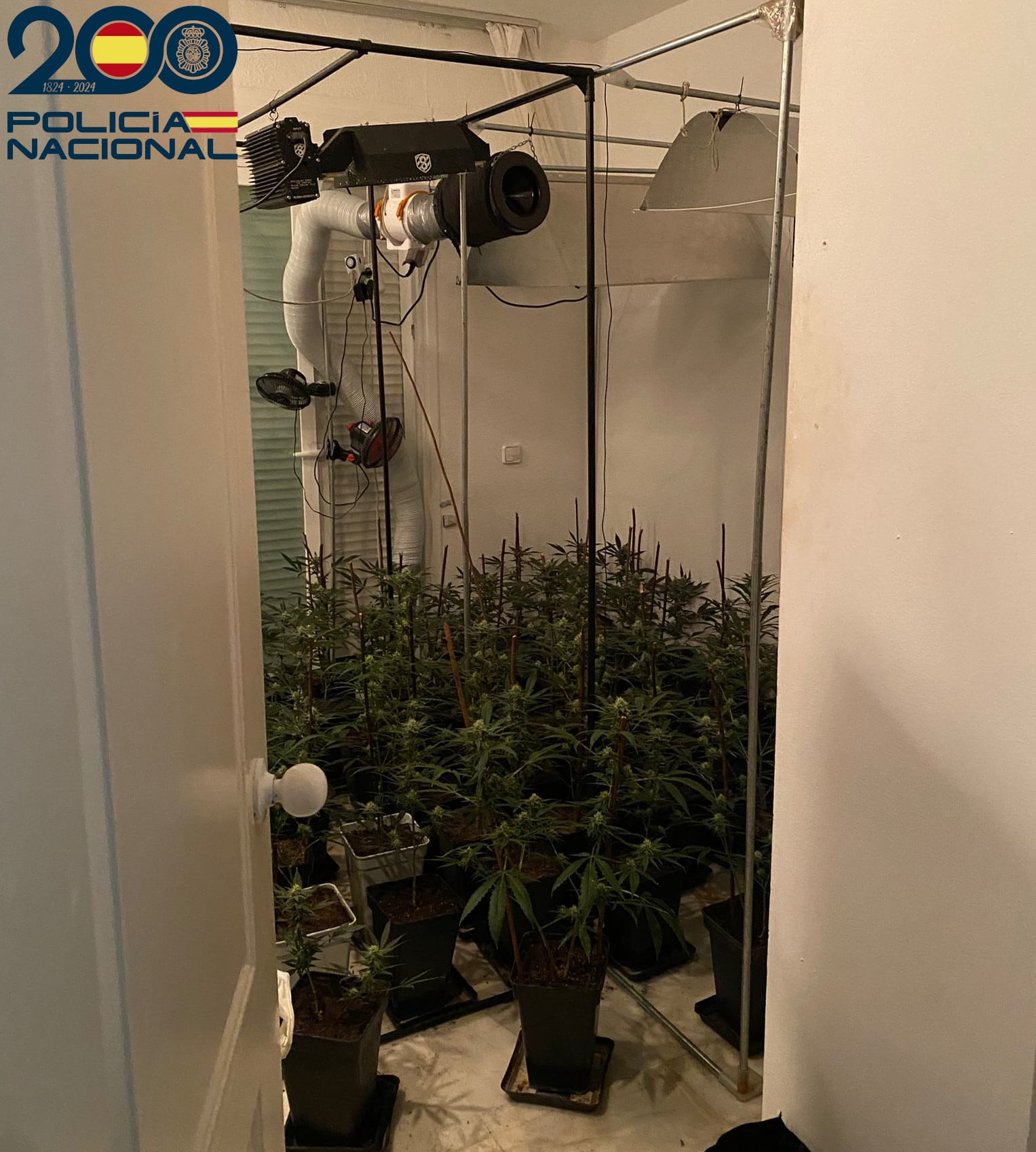 Plantas incautadas (Policía Nacional)