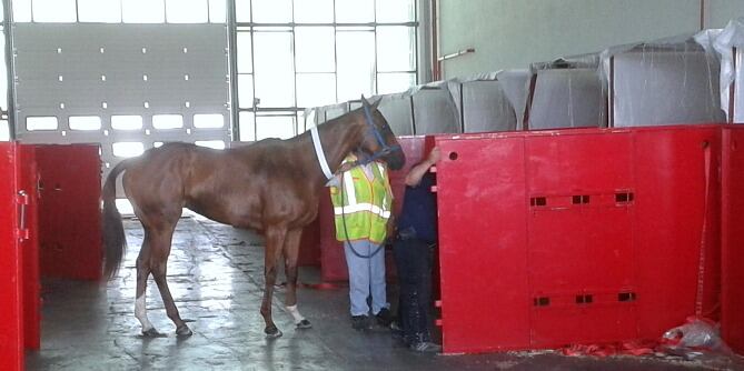 Uno de los caballos entrando en los contenedores
