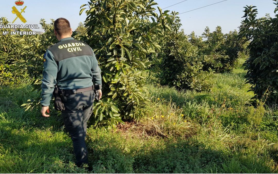 La Guardia Civil investiga a una mujer por robar tres toneladas de aguacates.