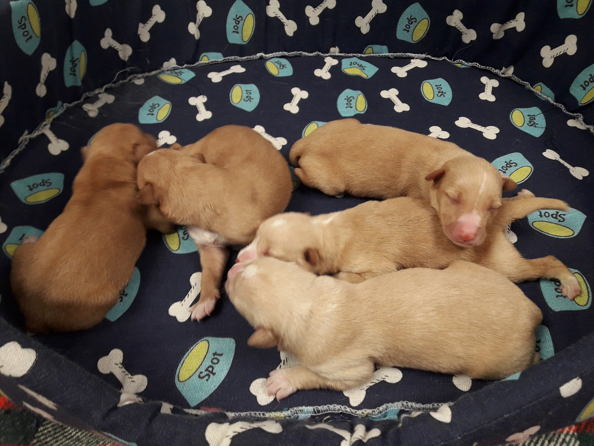 Brisa, Bimba, Lola, Sancho y Lucas son los cinco perros rescatados en A Cañiza