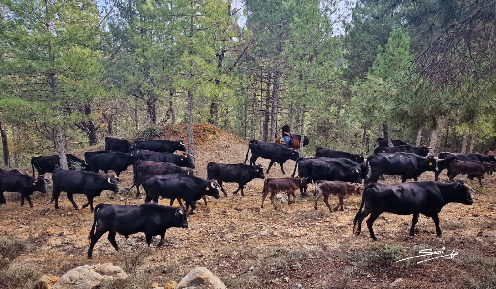 Ganado bravo de Alicia Chico en trashumancia por la provincia de Cuenca.