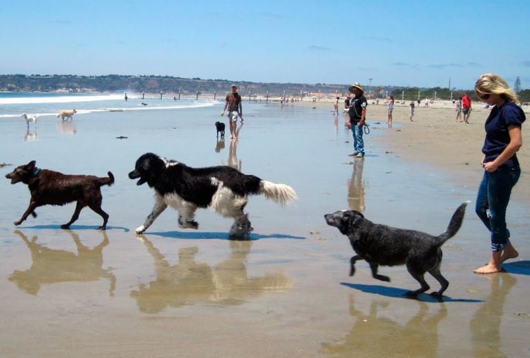 Playas para perros en Cantabria.