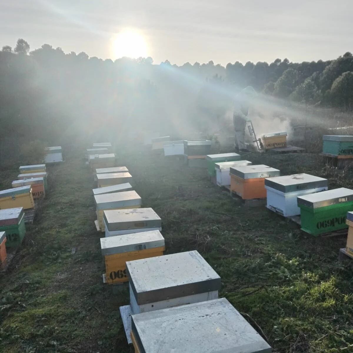 Colmenas ubicadas en la explotación apícola de Husillos