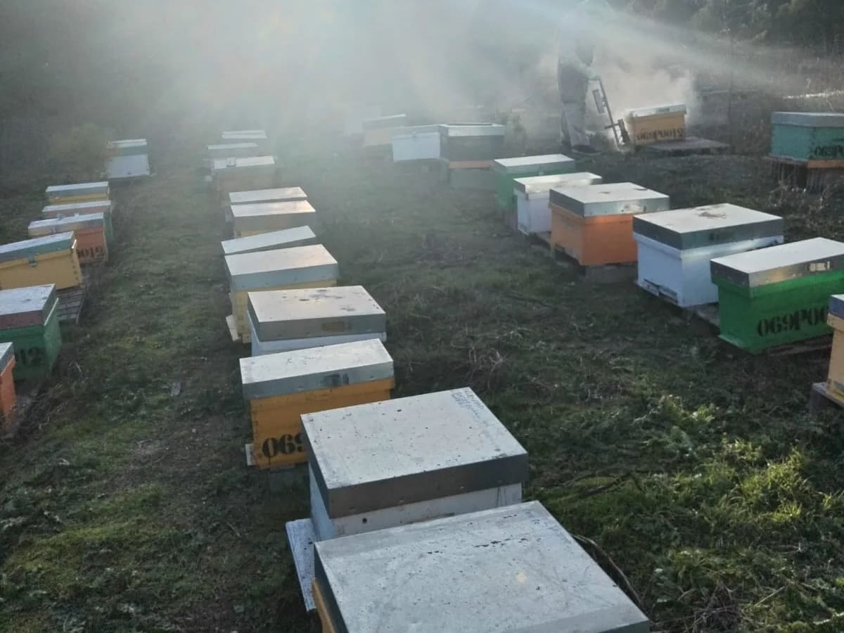 Palencia enseña a vivir de la apicultura con una explotación modelo en Husillos