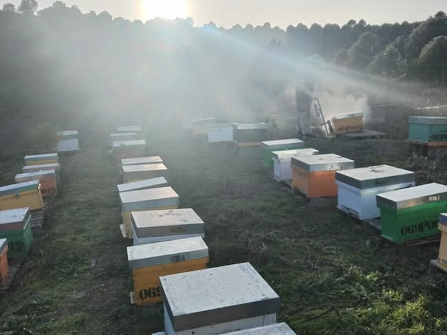 Colmenas ubicadas en la explotación apícola de Husillos