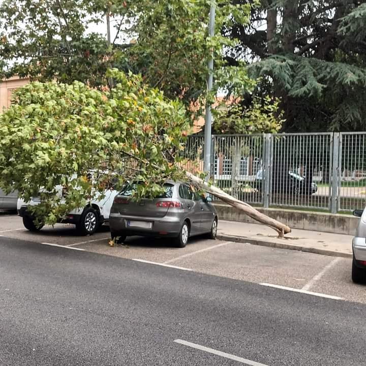 Caída de un árbol sobre un coche aparcado en Palencia