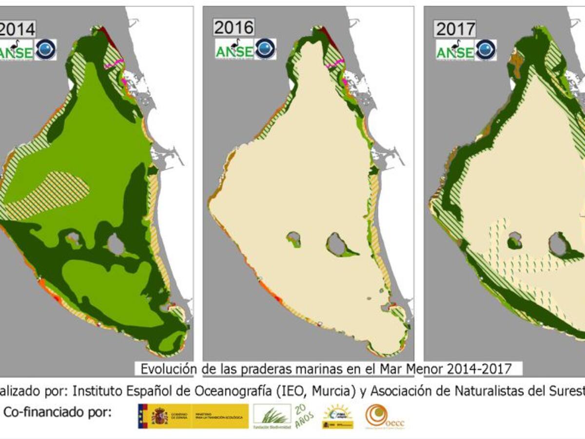 ANSE y el IEO advierten que la vegetación sigue ausente en un 53% del fondo del Mar Menor
