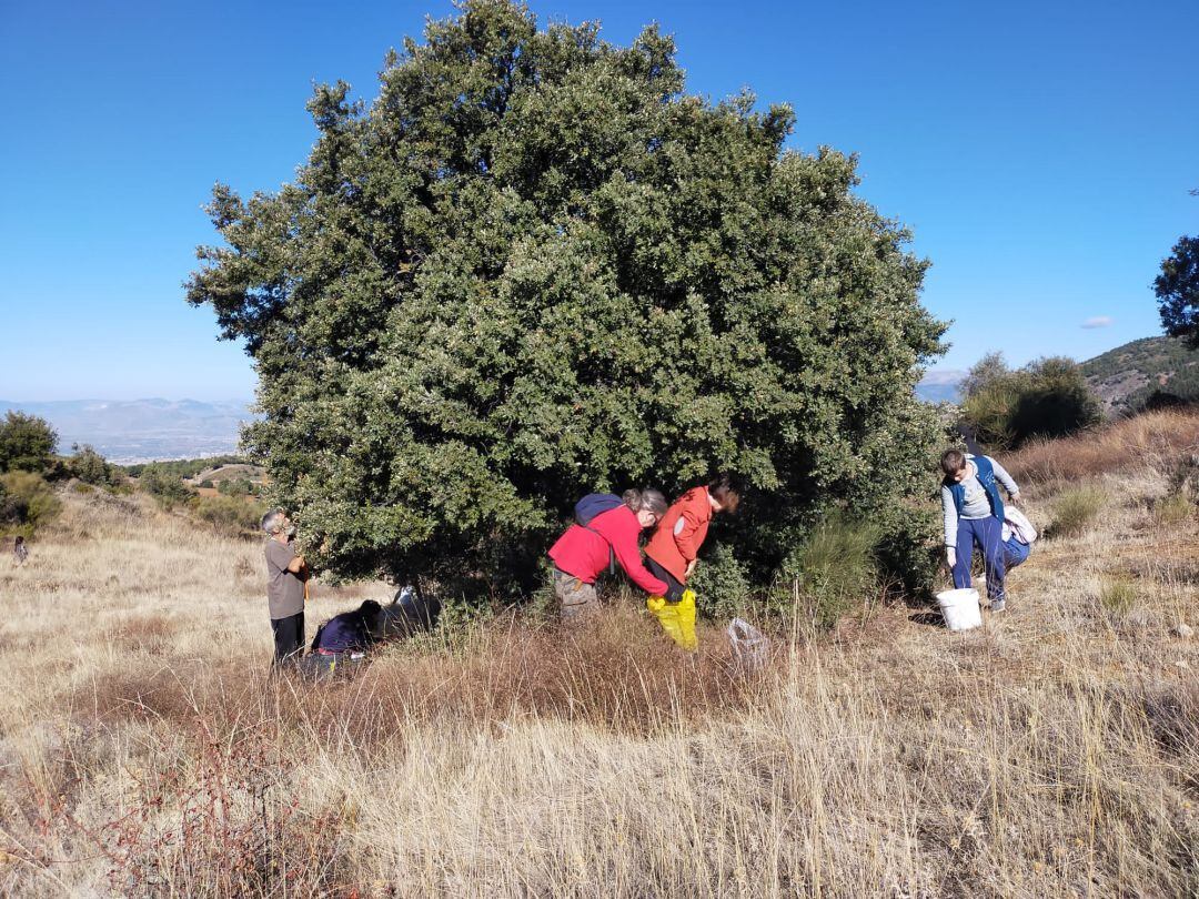 Reforestación y conciencia medioambiental