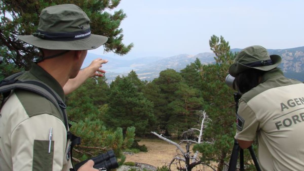 Lidia Cordón, jefa de Operativo de Agentes Forestales, nos habla de la prohibición de replantar los abetos navideños en el monte