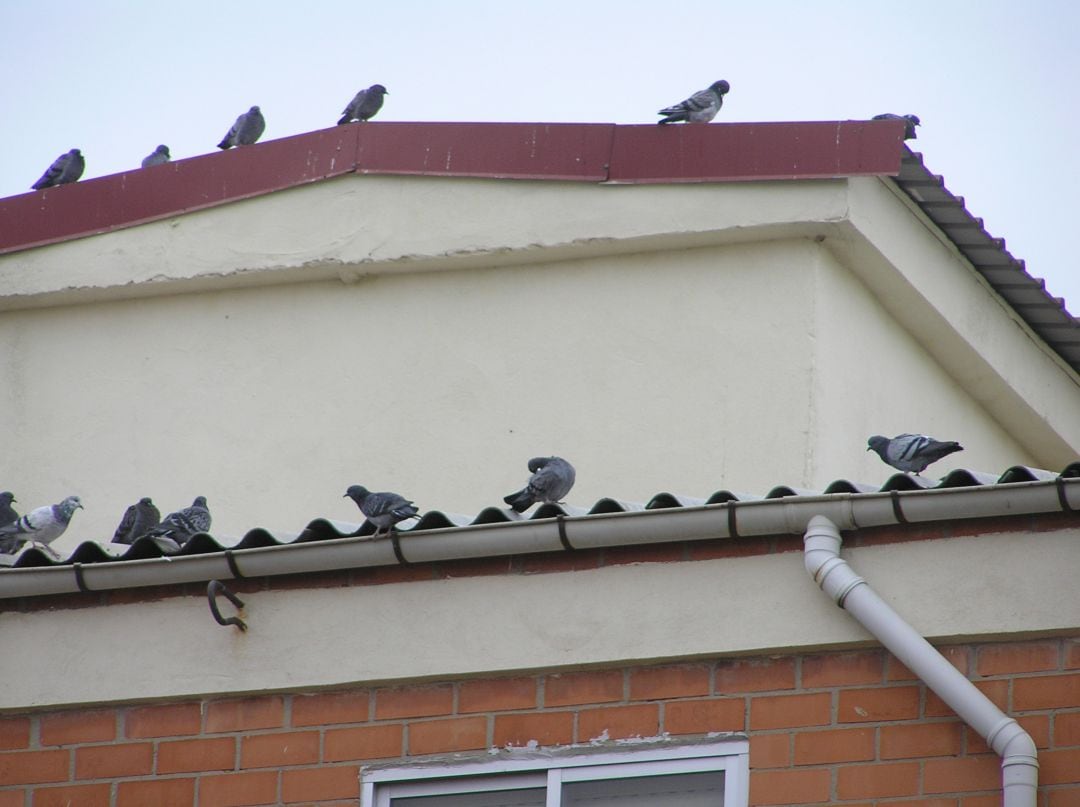 Quejas por la masiva presencia de palomas en Palencia