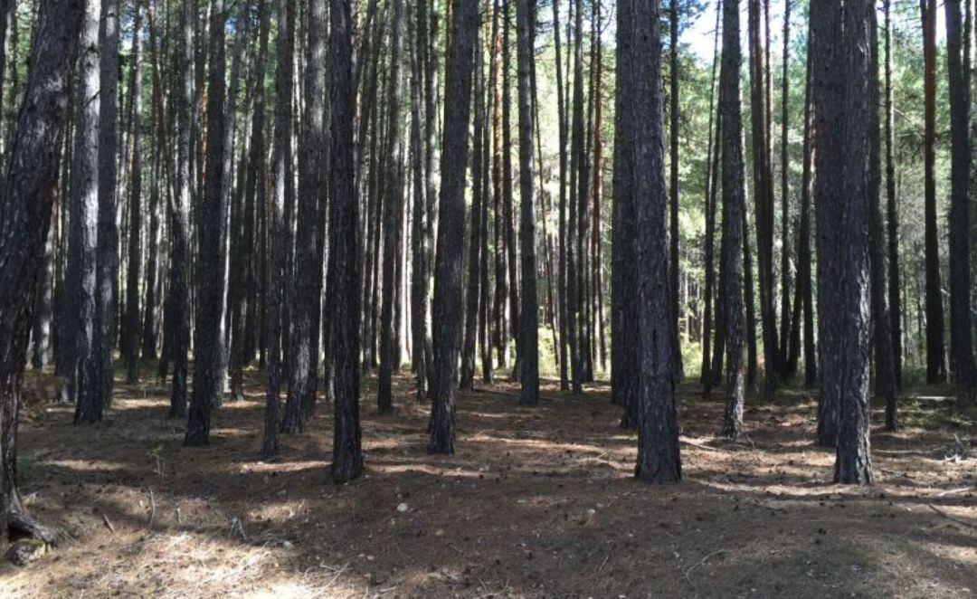 La biomasa puede tener origen forestal