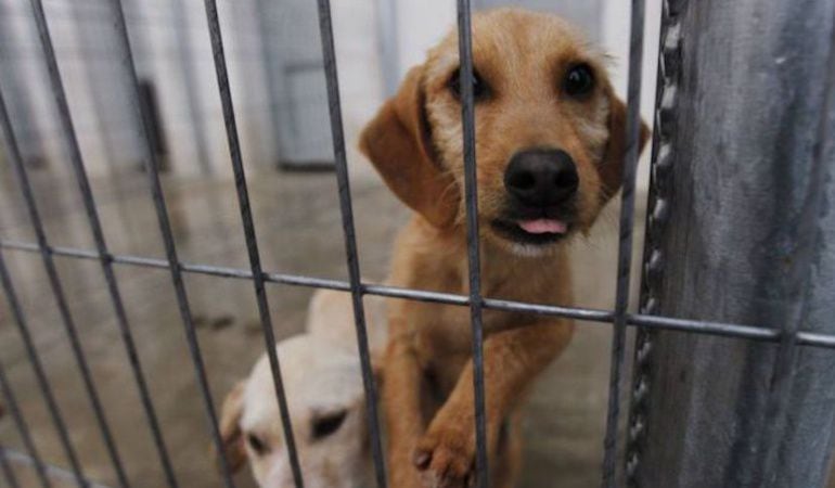 Un perro en un refugio de animales