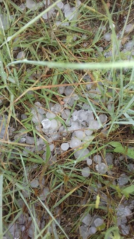 Granizo en campos de trigo y cebada del término municipal de Biota