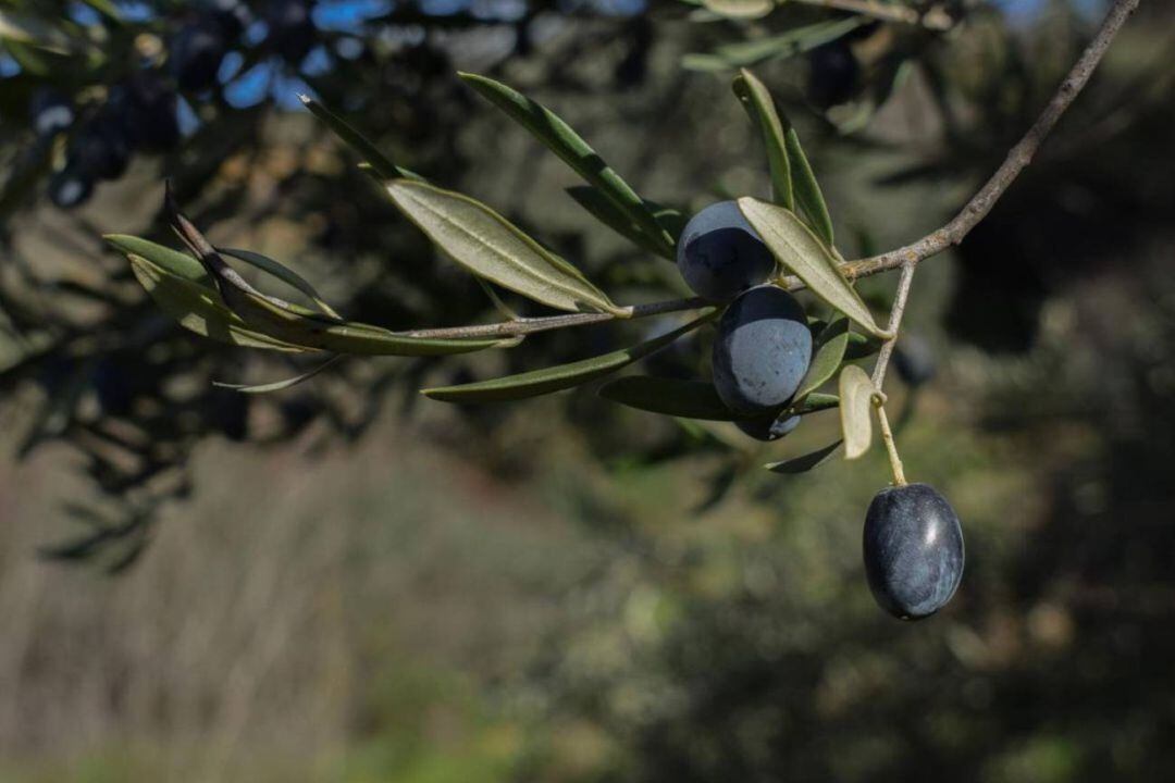 Se habilitará la planta de purines de la Salzadella, que actualmente está parada, para el tratamiento del líquido residual de las aceitunas