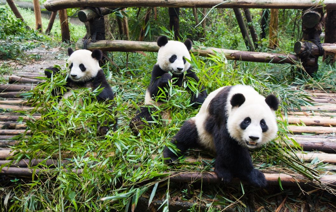 Tres osos pandas en ChengDu, China 