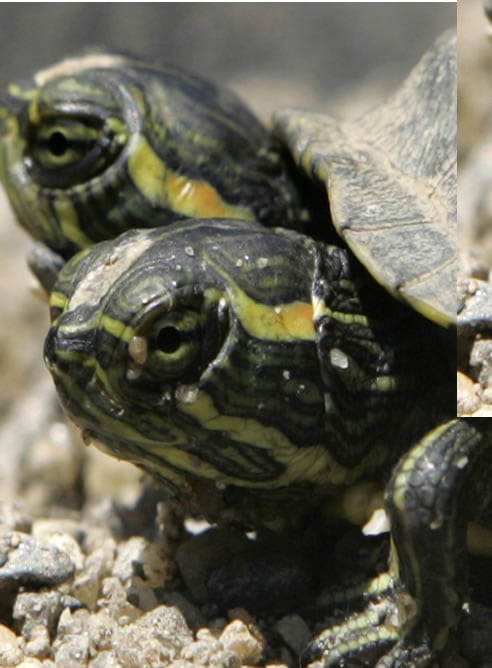 Una tortuga con dos cabezas llamada &#039;Takara&#039;, que significa &#039;Tesoro&#039;