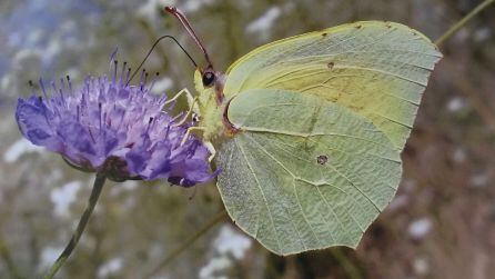 Una mariposa