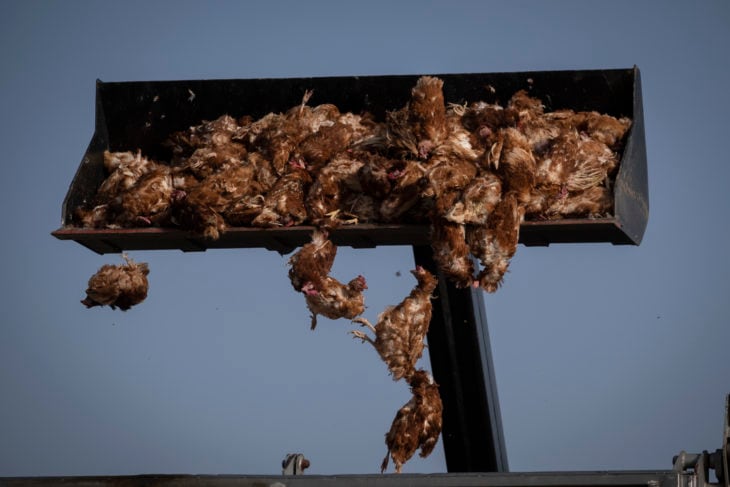 Las gallinas sacrificadas en la explotación de Valladolid