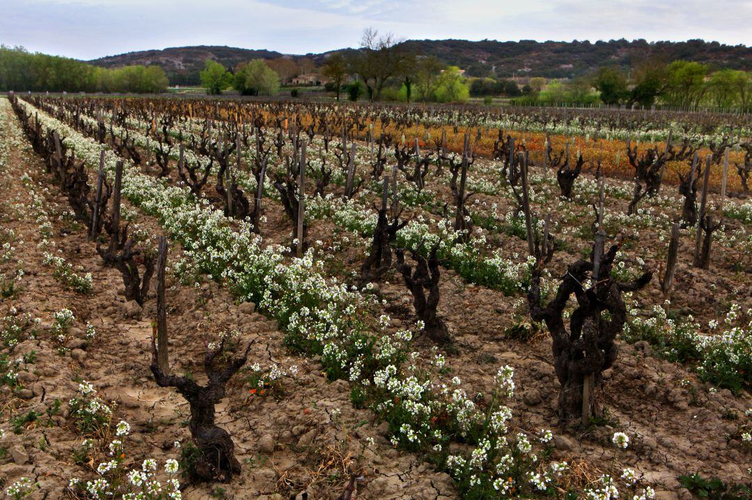 Campos de la Provenza