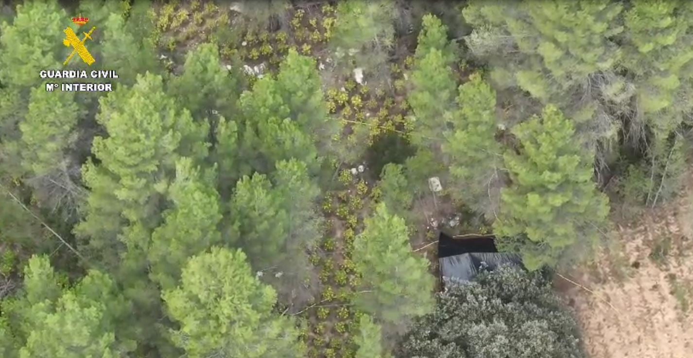 Vista aérea de la plantación de marihuana desmantelada por la Guardia Civil en Mira (Cuenca).