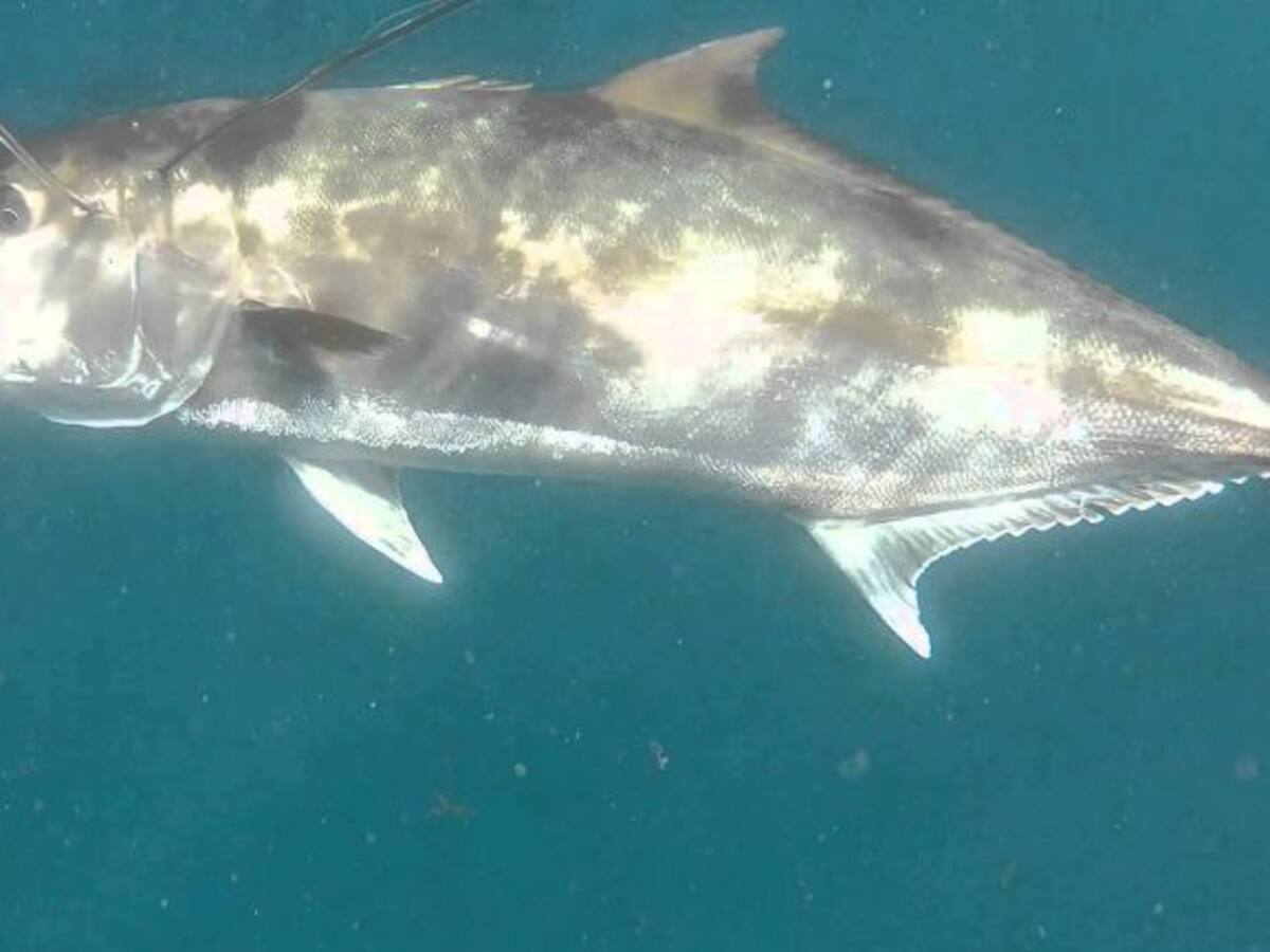 Una empresa invertirá más de 400.000 euros en una nueva piscifactoría en El Puerto