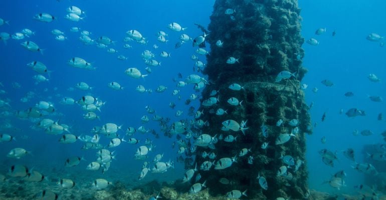 Un banco de peces en un biotopo de la costa de Tarragona