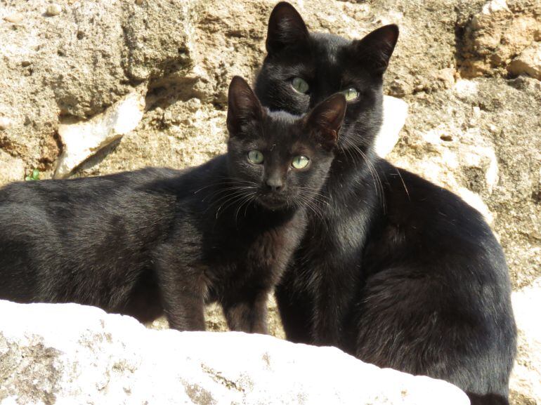 Gatos callejeros en el Templo Romano de Claudio Marcelo