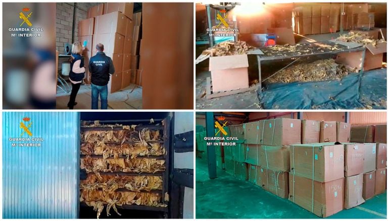 Fotografías facilitadas por la Guardia Civil, que se ha incautado de 250 toneladas de hojas de tabaco en Extremadura.