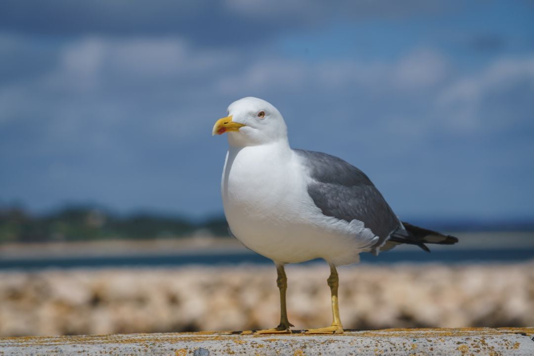 Una gaviota sobre un muro de piedra.