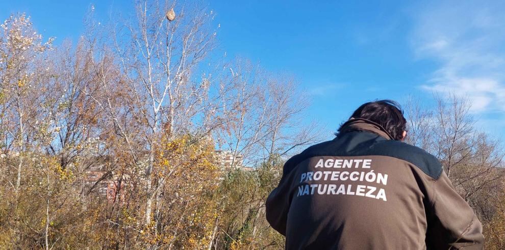 Un Agente de Protección de la Naturaleza observa el avispero. Foto: DGA