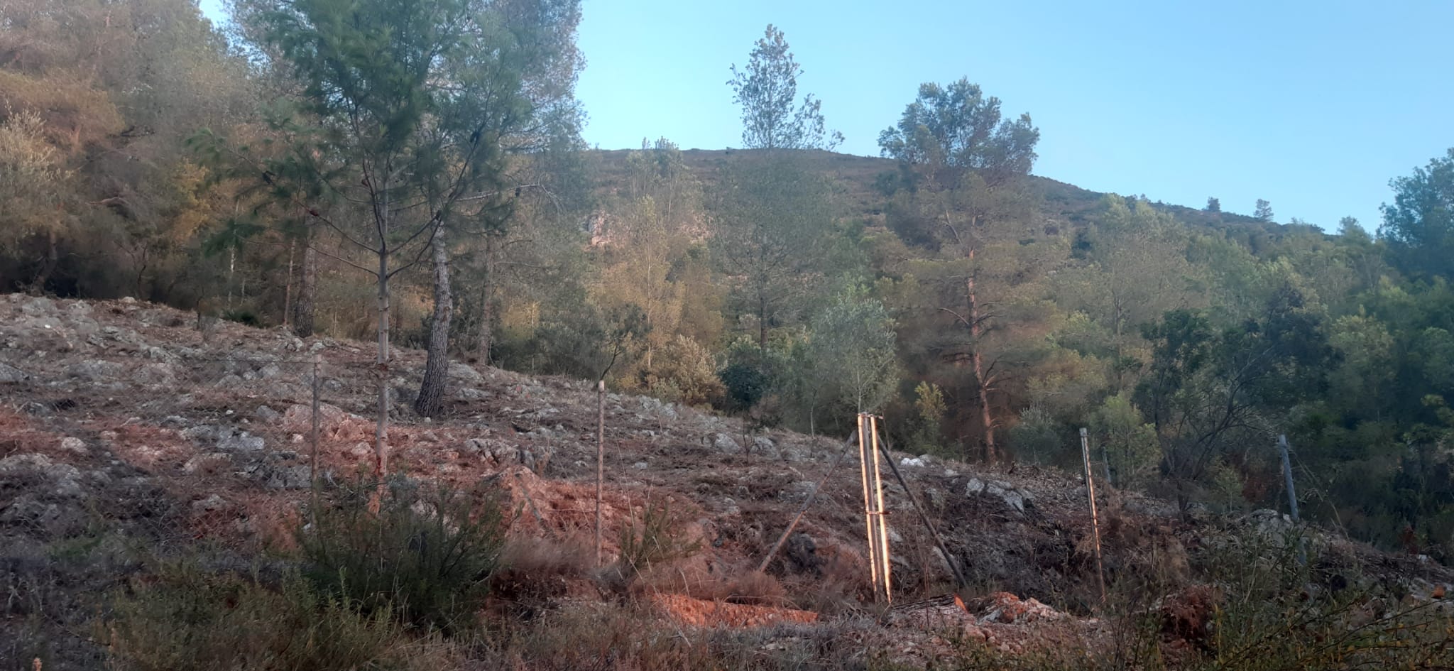 Franja preventiva en el paraje &quot;Cinc Germans&quot;, en Canals