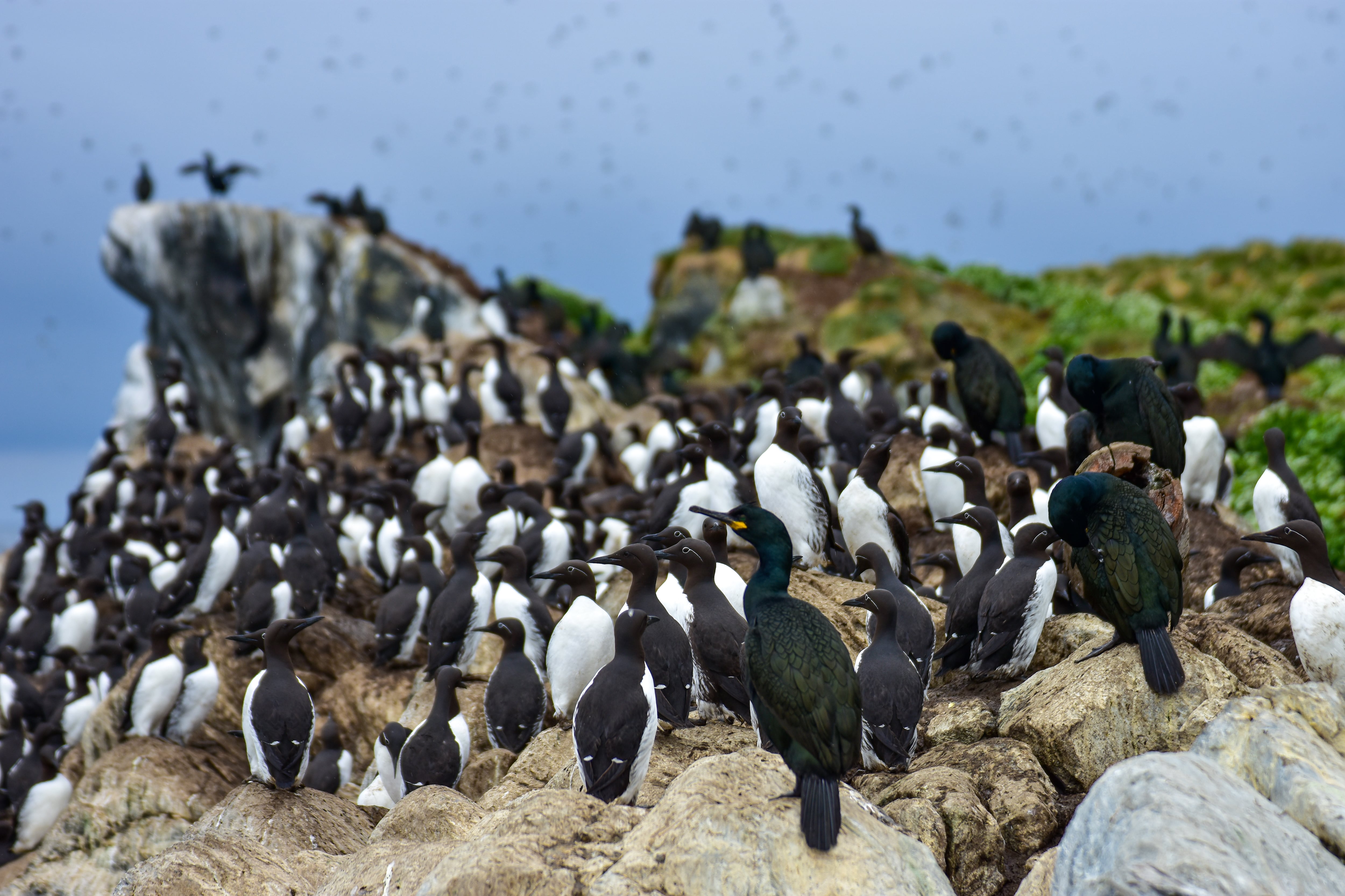 Variety of polars birds on the island Hornoya by the Barents Sea, in county Finnmark. Summer in Norway 2022. Wildlife reserve. Finnm