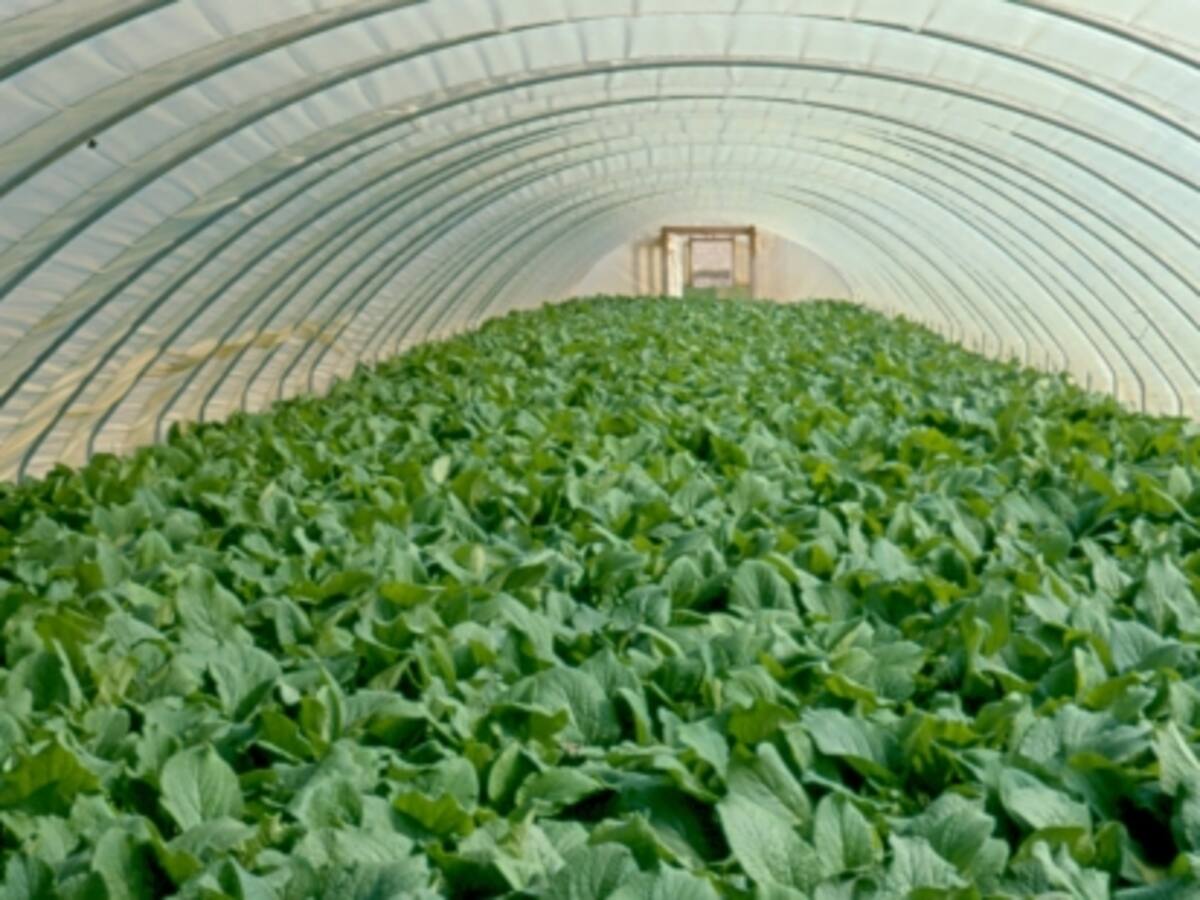 Un hongo amenaza la producción de borraja en Aragón