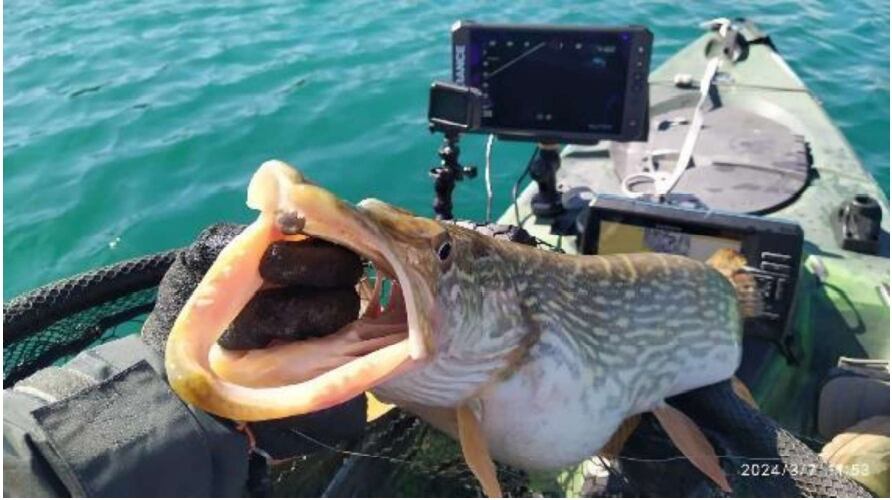 Ecosonda en 3D para identificar peces en embalses de la Comunitat Valenciana