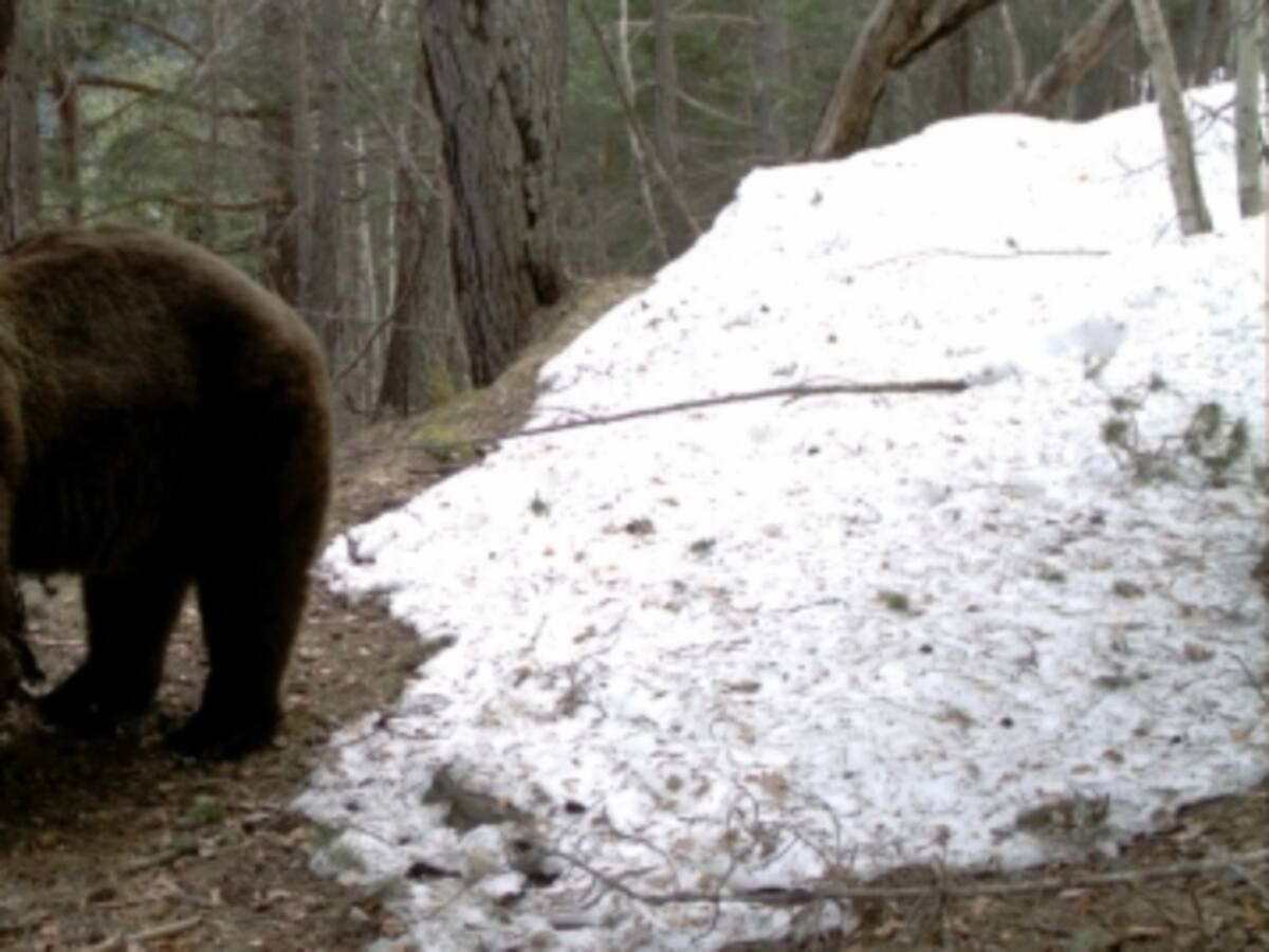 Baixen en picat els atacs de l'ós al Pirineu