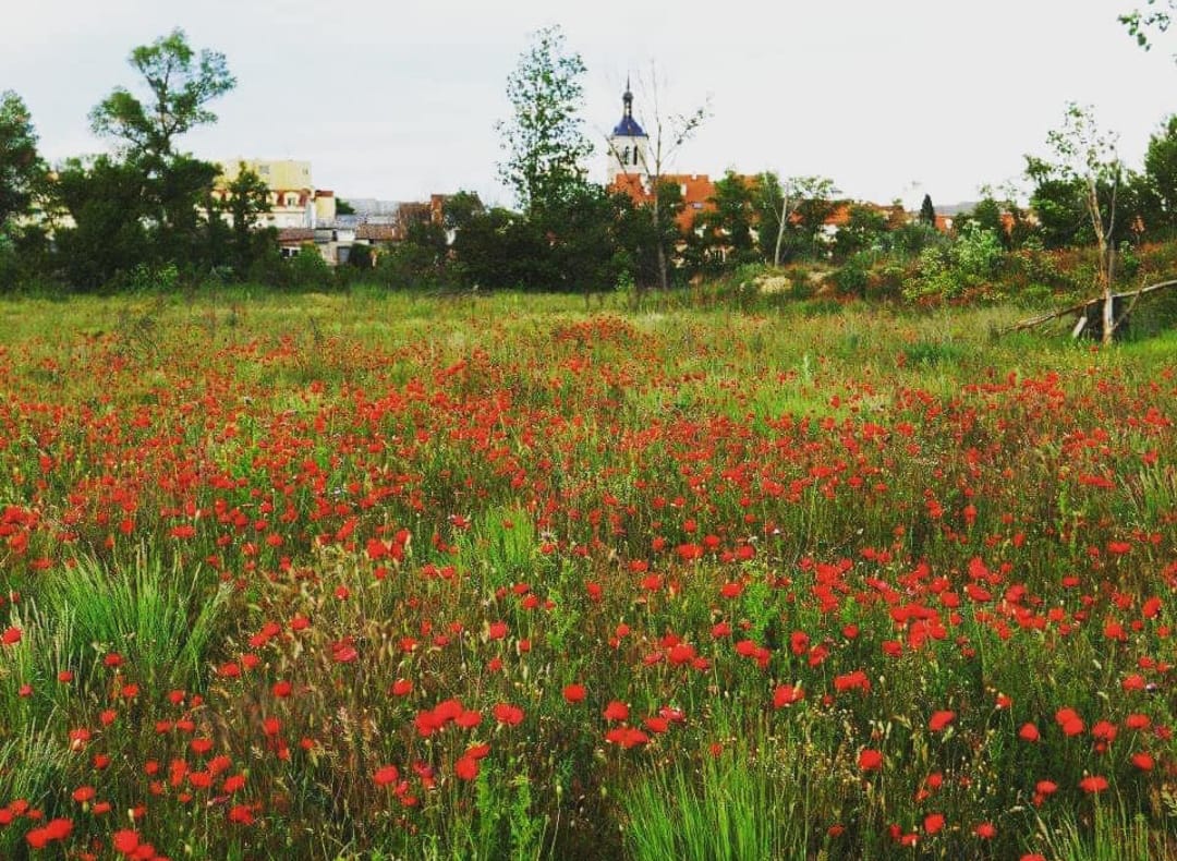 Imágenes de los terrenos que el ayuntamiento de Tudela tiene previsto adquirir