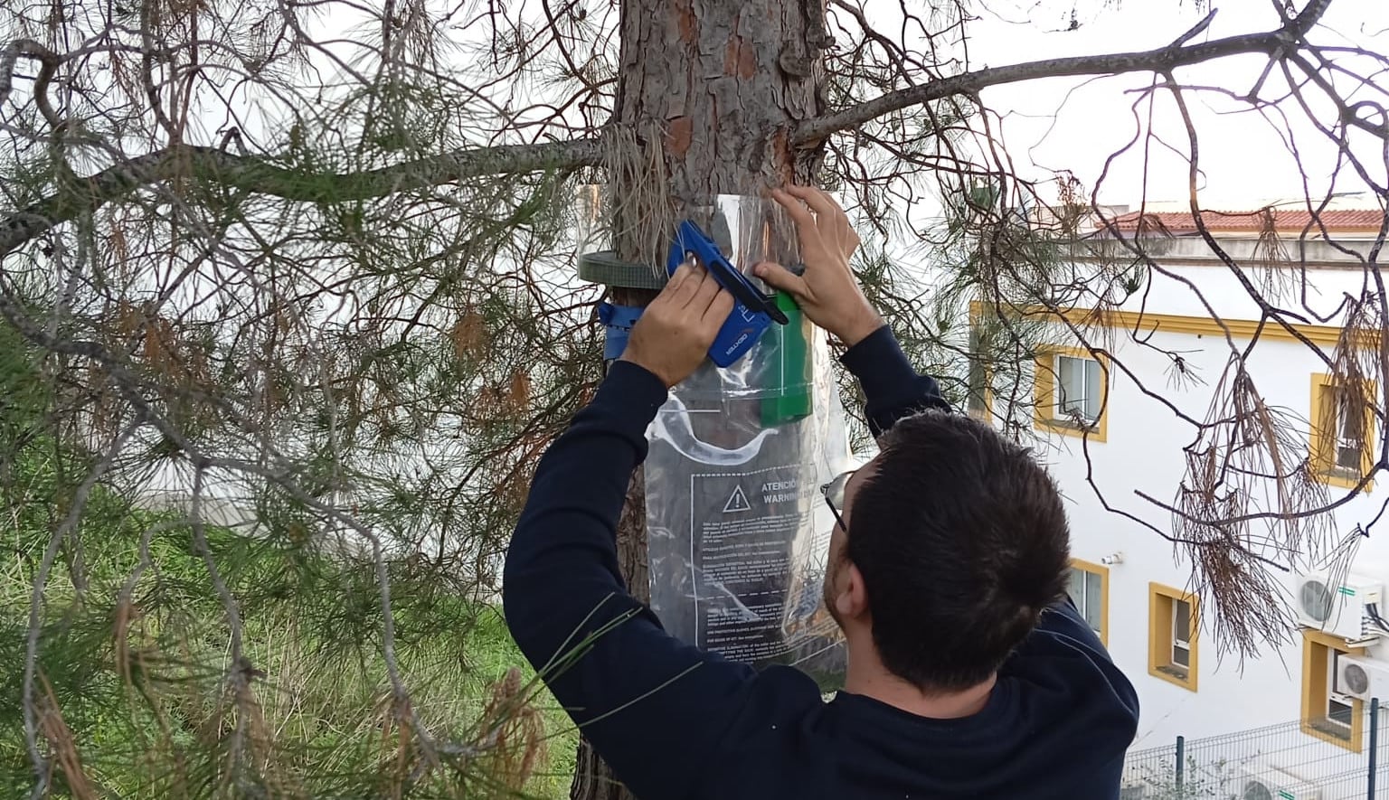 La localidad malagueña de Cártama intensifica desde esta semana los trabajos para combatir la procesionaria, instalando anillos de captura alrededor de los árboles de forma que las orugas, cuando bajen por el tronco, caigan a una bolsa colectora y no lleguen al suelo. Este sistema detiene su desarrollo y permite su retirada sin dificultad.