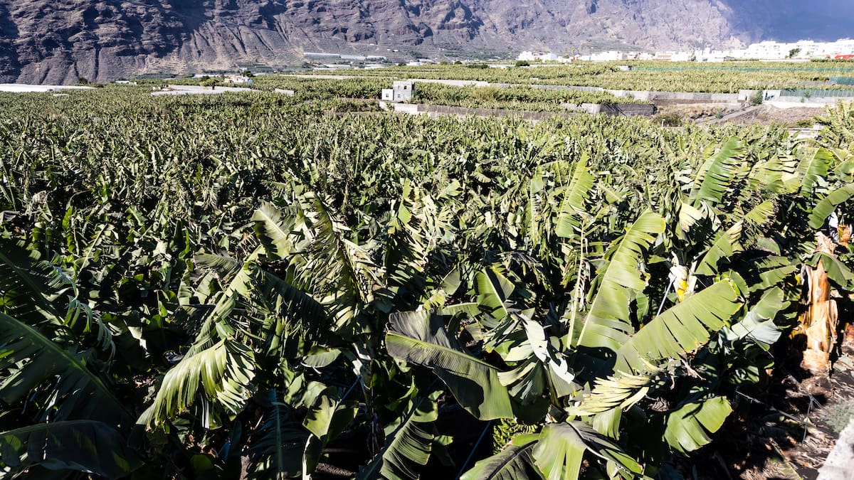 José Antonio Gómez, presidente de la Asociación de trabajadores de la tierra canaria