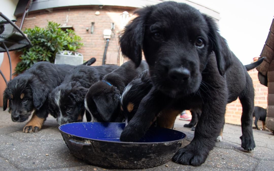 Varios perros comiendo.