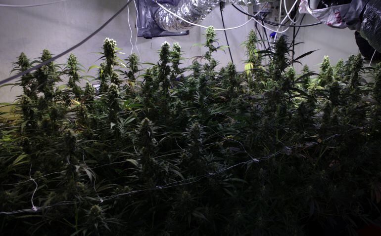 Plantas de marihuana incautadas en Camarma de Esteruelas hace unas semanas