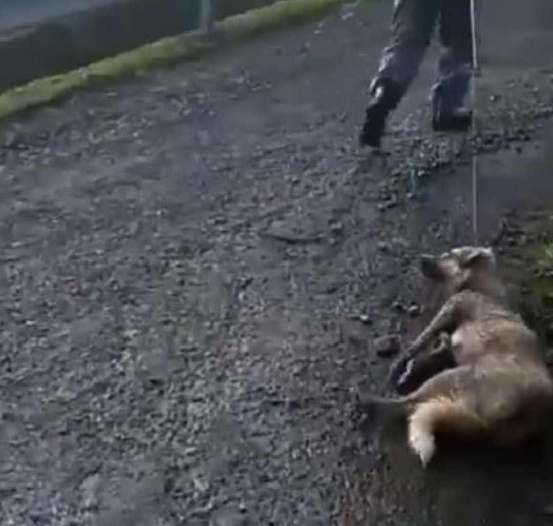 Una perra es arrastrada por su dueño después de recibir una paliza y un tiro.