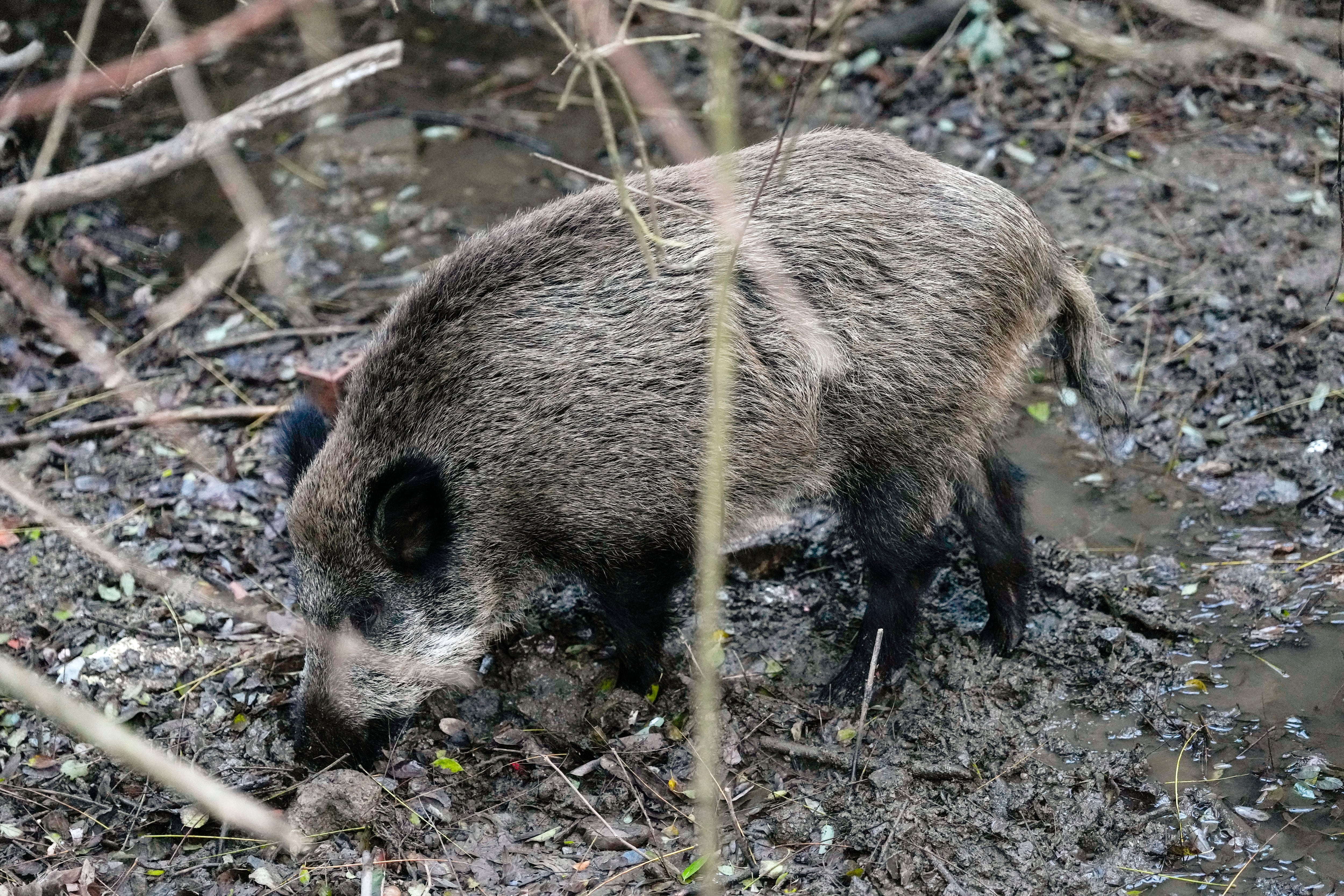 Un jabalí campa por la sierra de Collserola. 