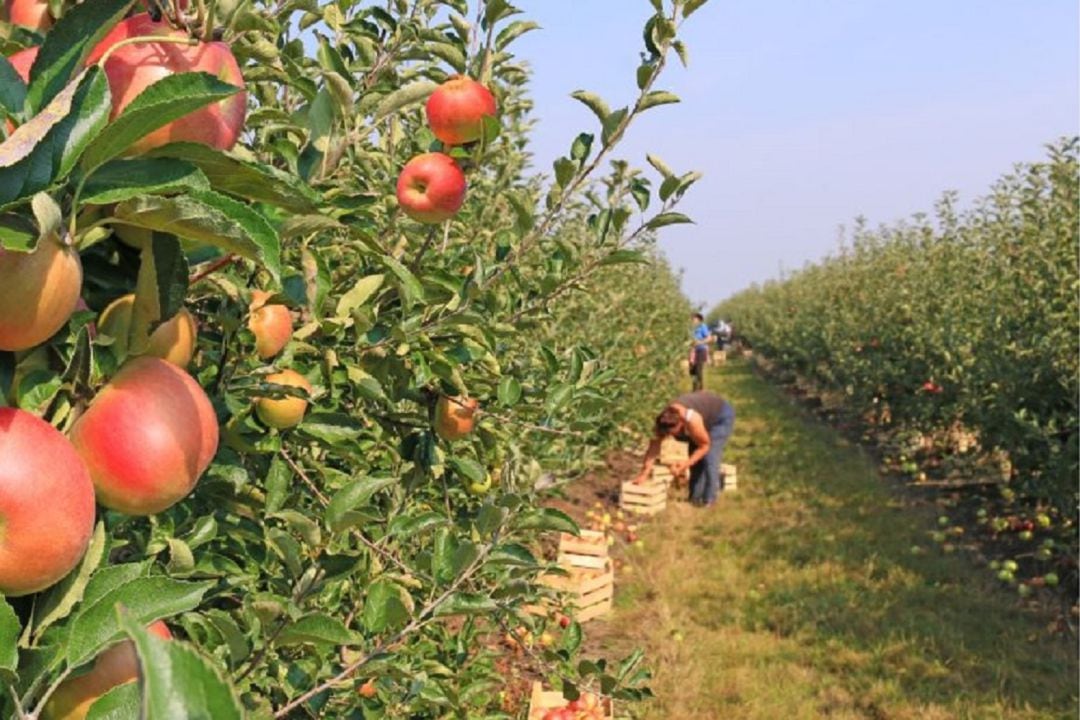 Temporeros durante la recogida de fruta en el campo. 